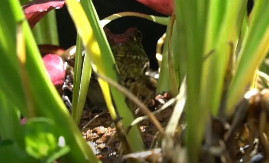How to Keep Frogs Out of Koi Ponds {3 Best Methods}