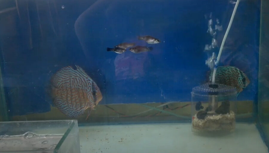 Can You Keep Mollies With Discus? {Will They Get Along?}