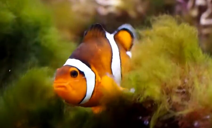 Will Clownfish Eat Algae? {Is It Good For Them?}