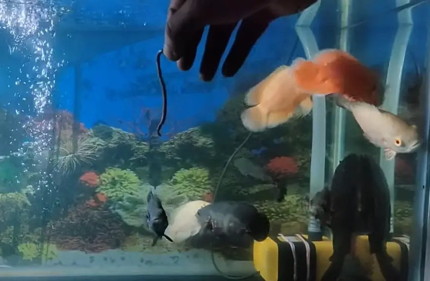 Can Oscar Fish Eat Worms? {A Healthy Option? 4 Reasons Why They Aren't!}