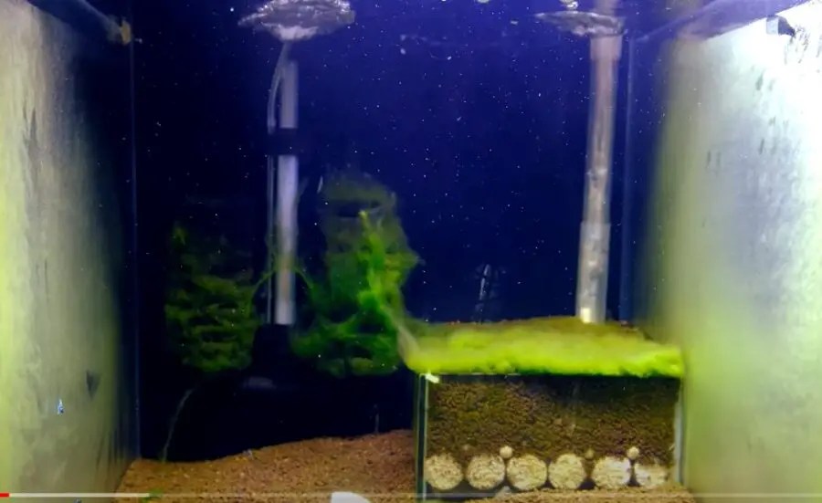 Which Filter Is Good For Shrimp Tanks? {Which Filters Should I Avoid?}