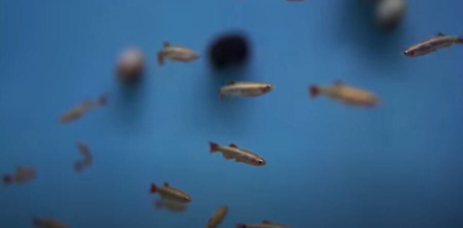 How Many White Cloud Minnows Can You Keep In A Tank?