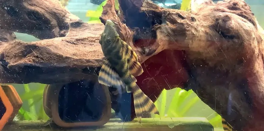 Why My Plecostomus Suddenly Died {The 8 Hated Reasons Why