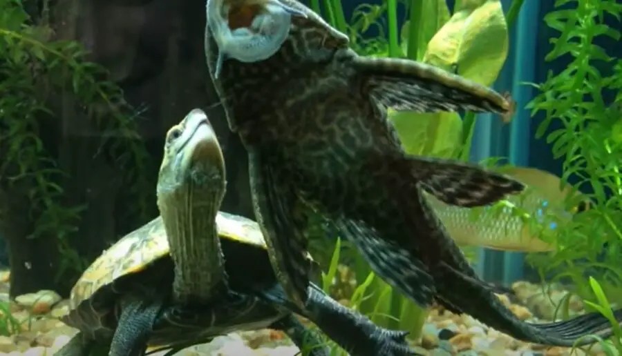 Can I Put A Plecostomus With A Turtle? {6 Tips To Help Them Coexist}