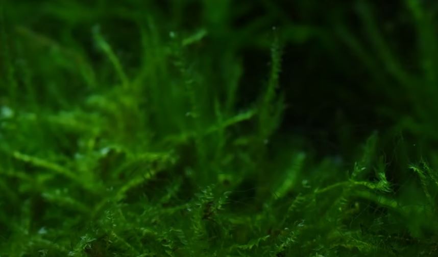 How to Get Rid of Red Hair Algae in Freshwater Tank {Causes and