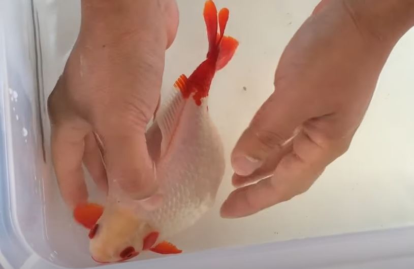 How to Treat Bloated Goldfish in Pond {Is It Dropsy or Constipation?}