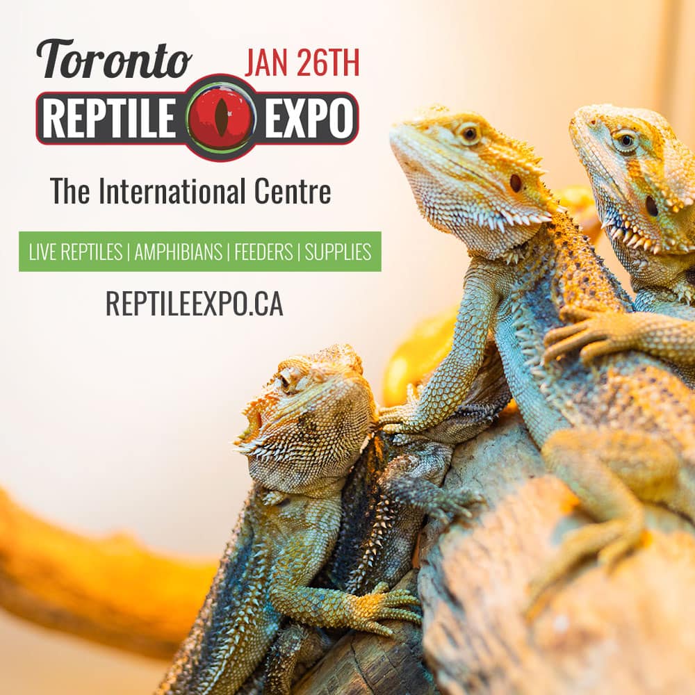 Toronto Reptile Expo Help! We've Got Kids