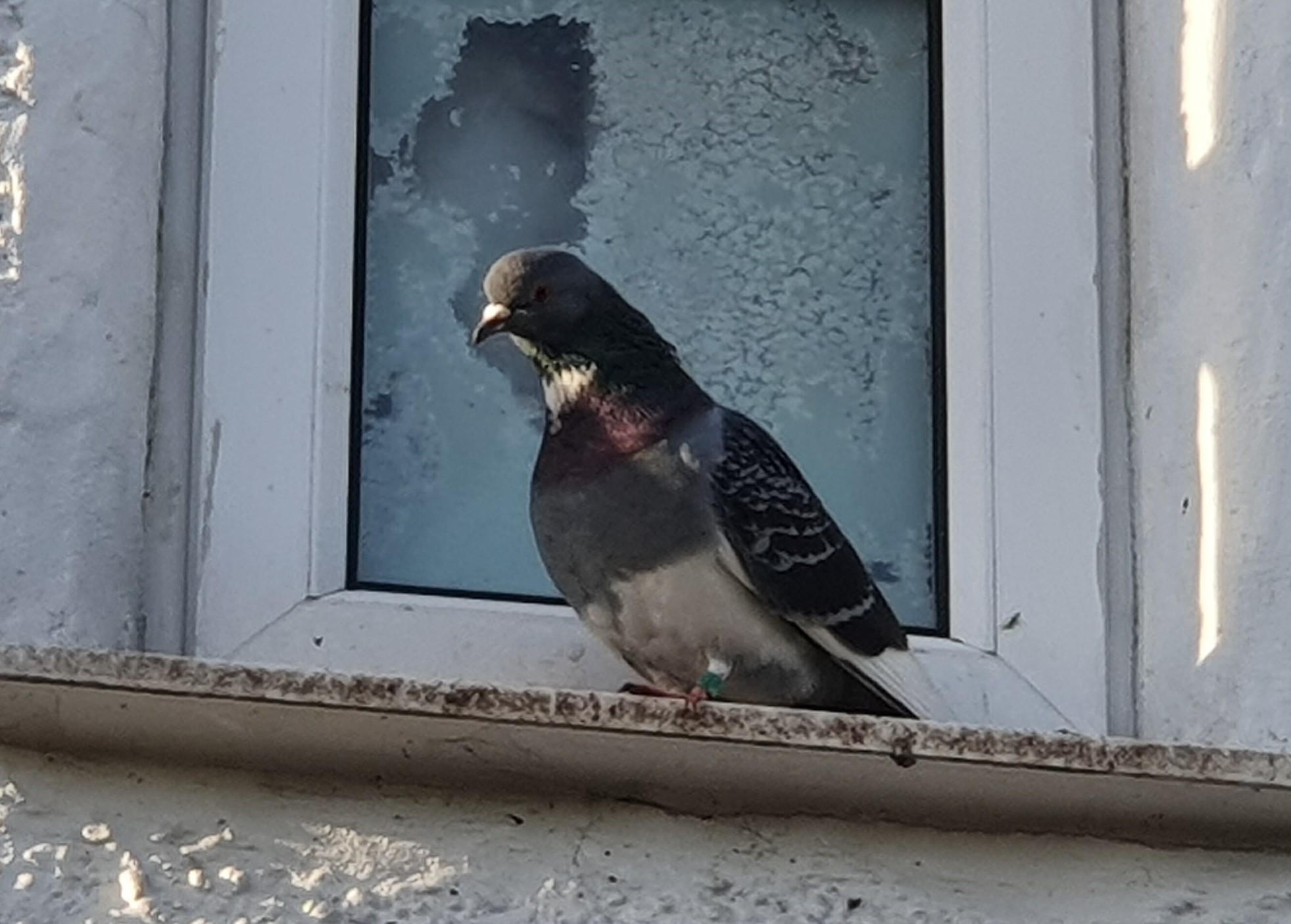 Solving Problems with Pigeons HelpWildlife.co.uk
