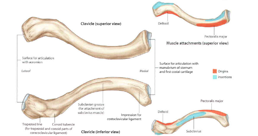 Pain Around The Collarbone Area Clavicle Pain