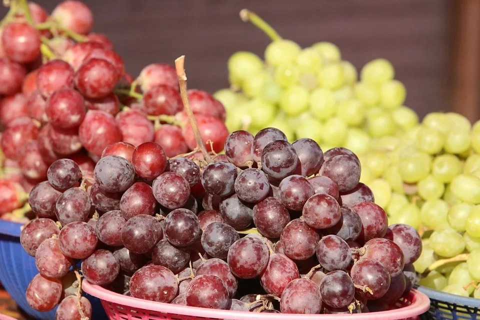 Er vindruer sunde? Rød & Grønne vindruer på farten