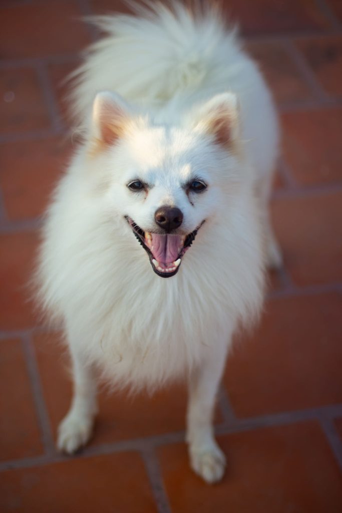 Cheapest Dog Breed In India Healthy news