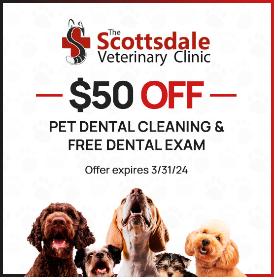 Download Coupon • Scottsdale Veterinary Clinic (Arizona)
