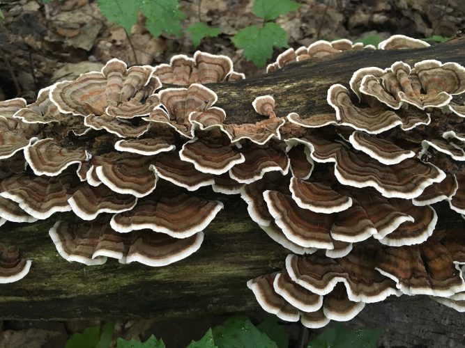 Turkey Tail Mushroom (HSA) in Dogs