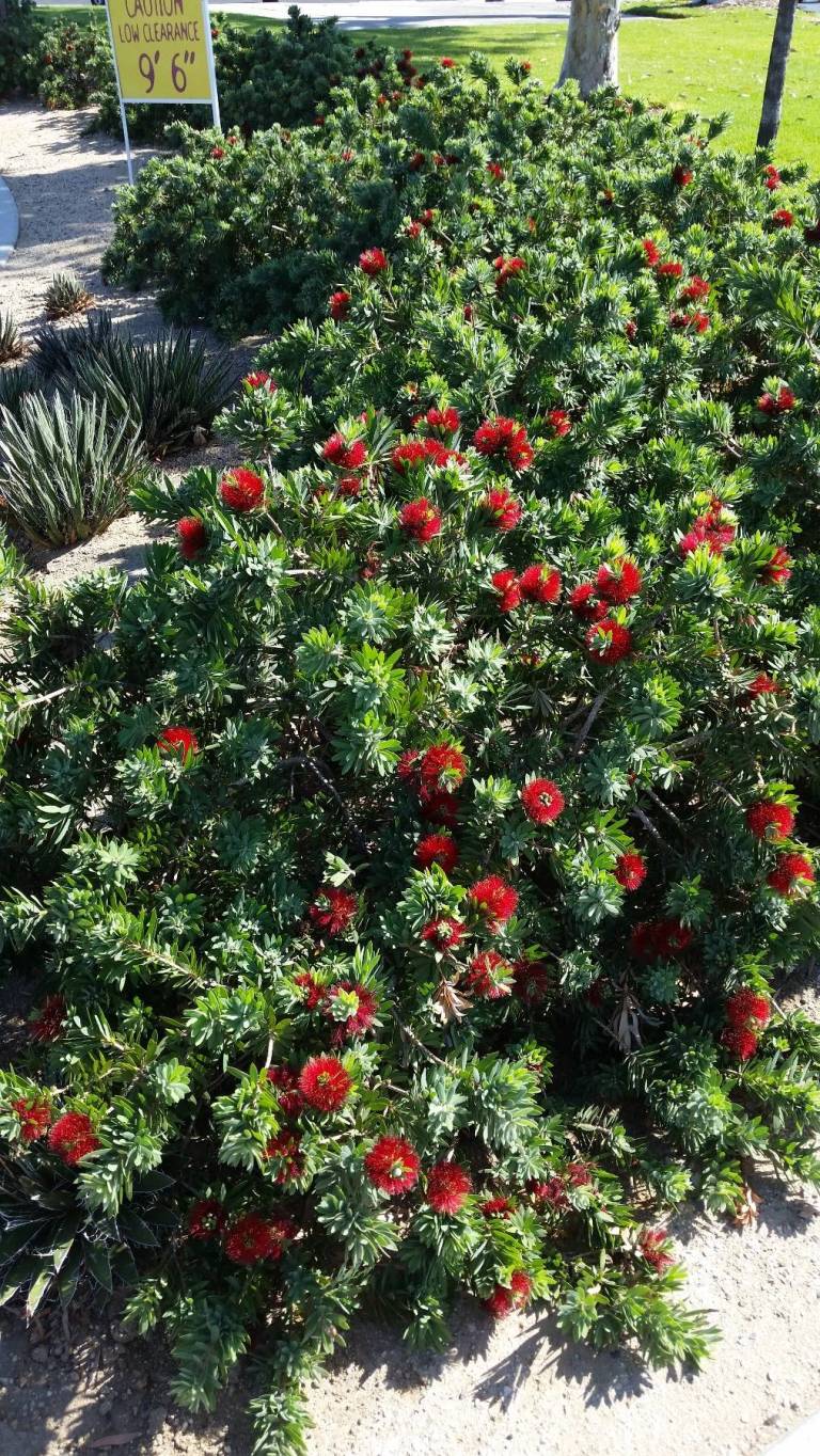 Little John Dwarf Bottlebrush