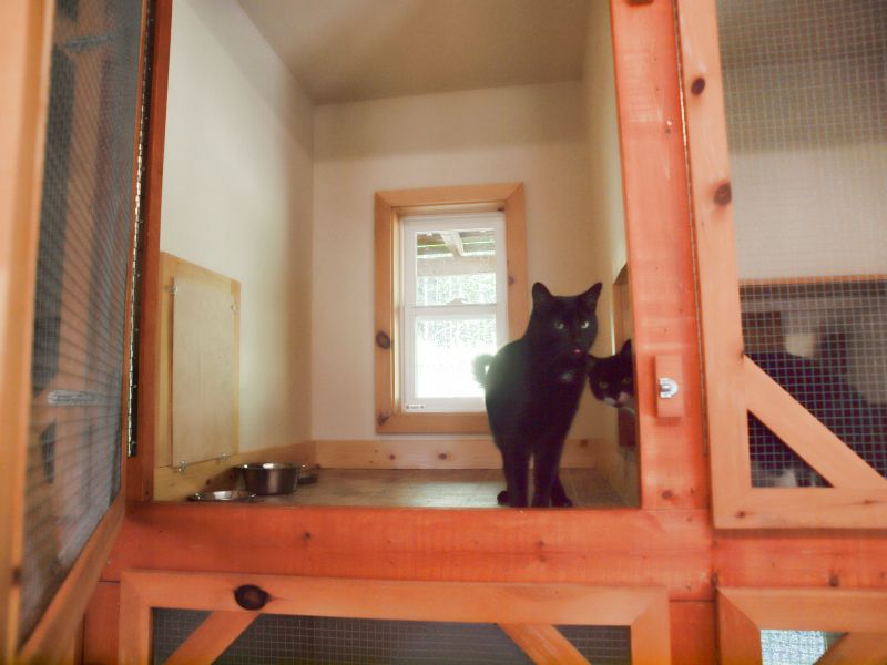 cat kennel,cat boarding,Nova Scotia,New Brunswick,Prince Edward Island