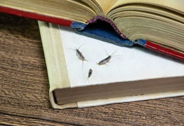 Bekämpa silverfisk 3 effektiva metoder (guide med bilder)