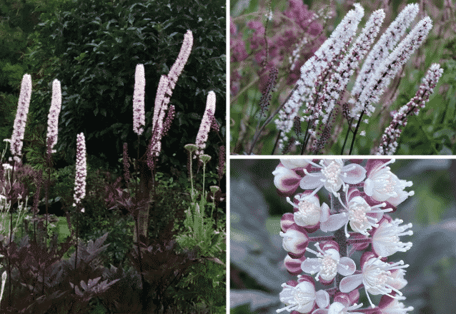 höstsilverax i kruka Höstsilverax: Skötsel & Plantering (Guide) - Hemmanytt.se