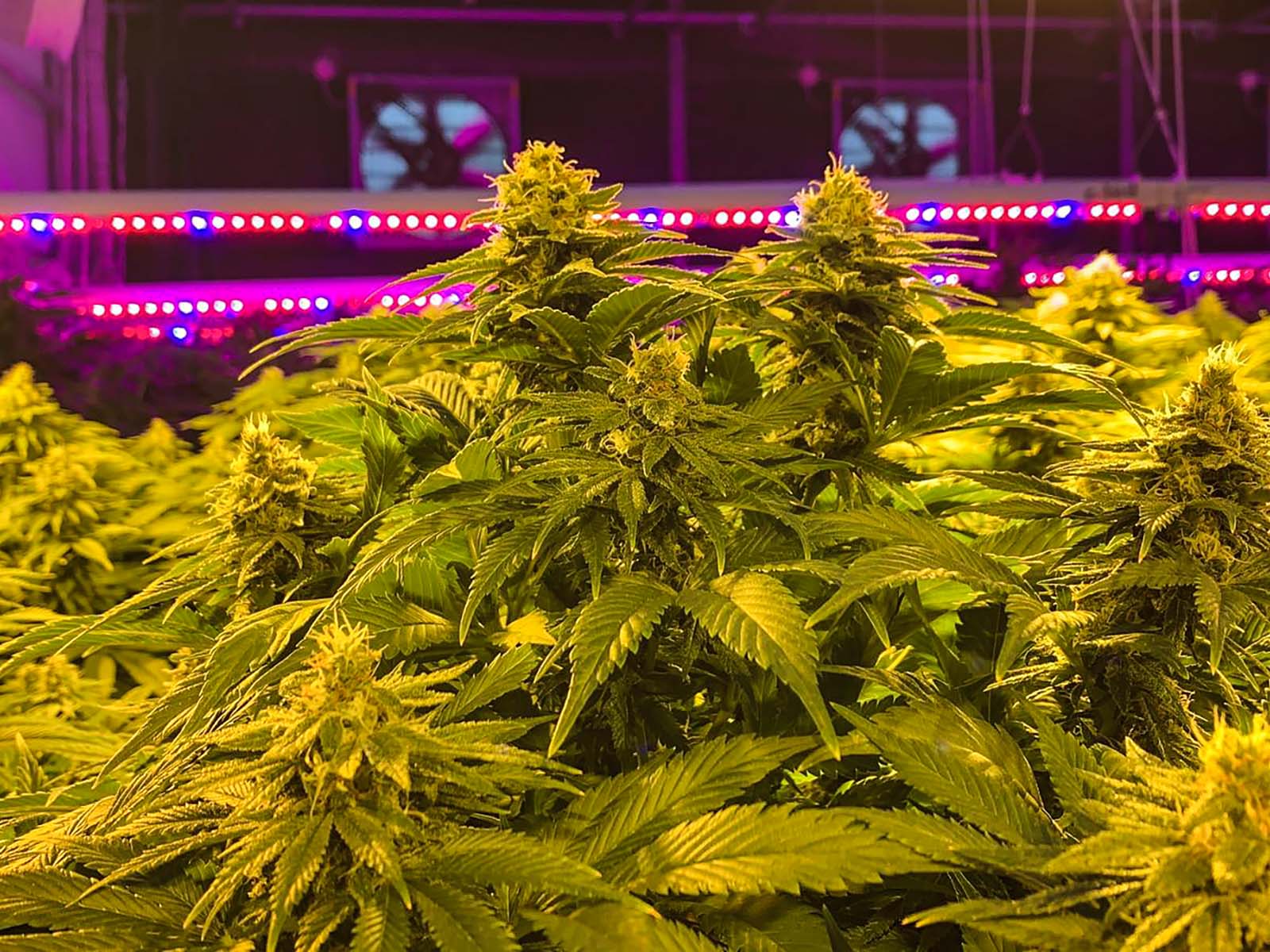 CBDBlüten Kaufen Sie Cannabis im Großhandel Hempati