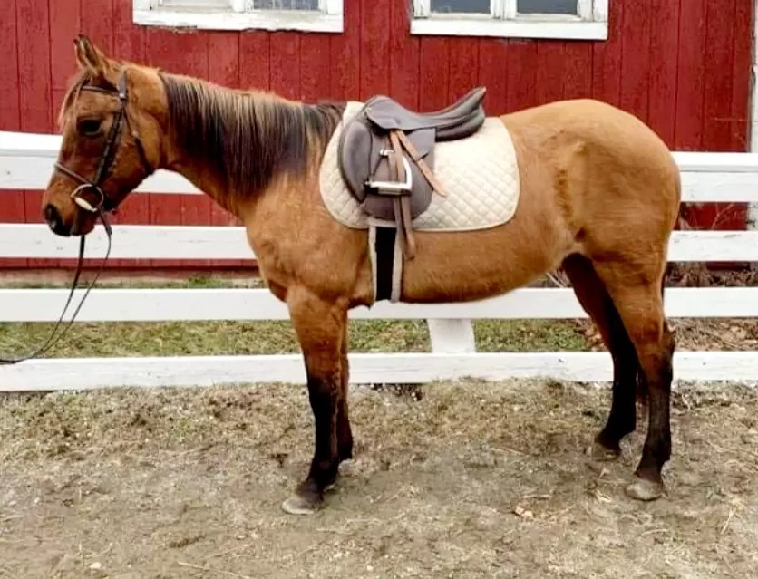 Horses For Sale Hemphill's Horses, Feed & Saddlery 04989