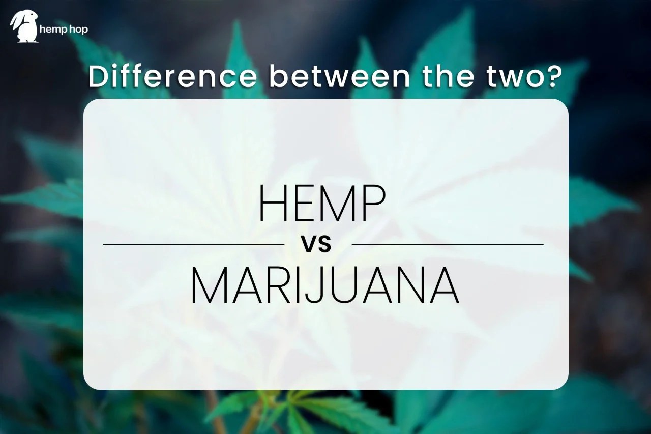 Hemp Vs Marijuana What is the difference between Hemp and Marjuana.