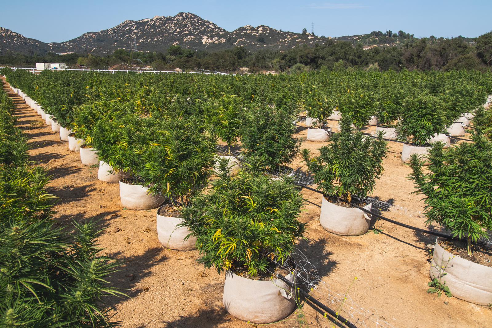 North San Diego County Hemp Farm Hemp Institute