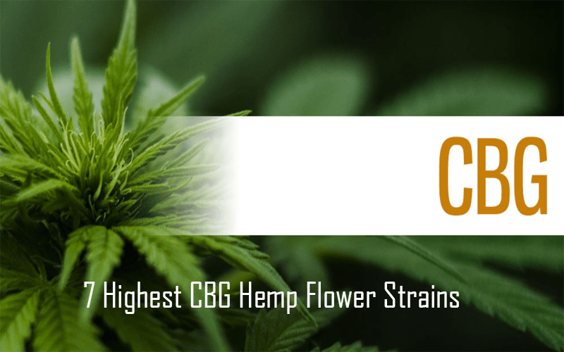 Best CBG Hemp Flower Strains and Where to Buy