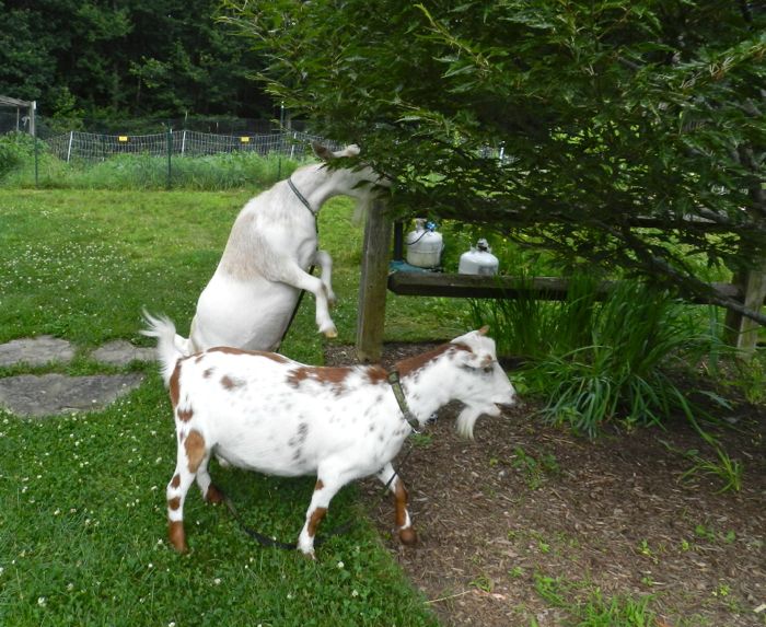 Goats On Leashes HenCam
