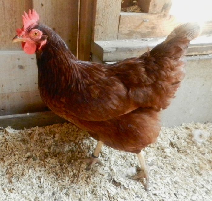 And So Molting Season Begins HenCam