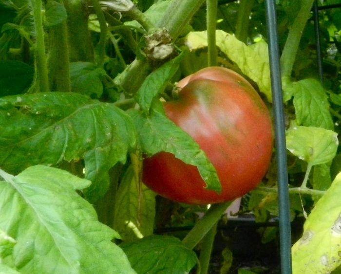 Rose Tomato HenCam