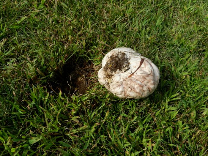 hard white fungus in yard