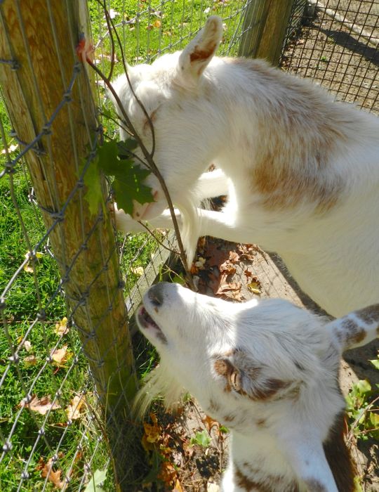 Everyone Loves Sugar Maple HenCam