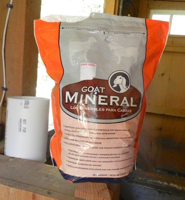 Goat Mineral Dispenser HenCam