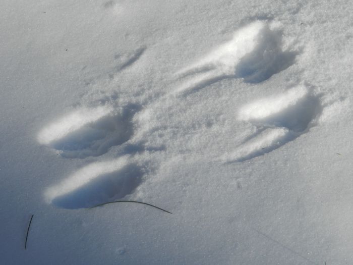Weasel Tracks HenCam