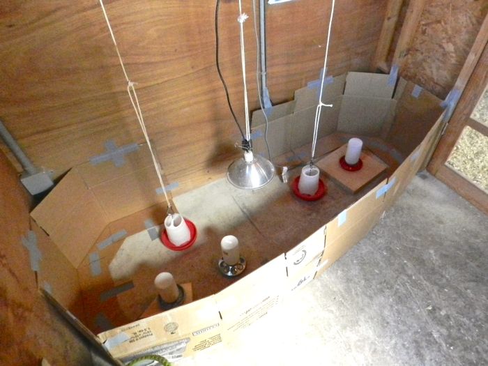 Setting Up The Brooder HenCam