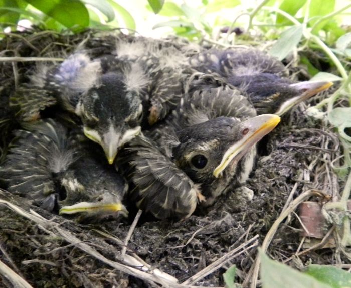 Baby Robins, Day 10 HenCam
