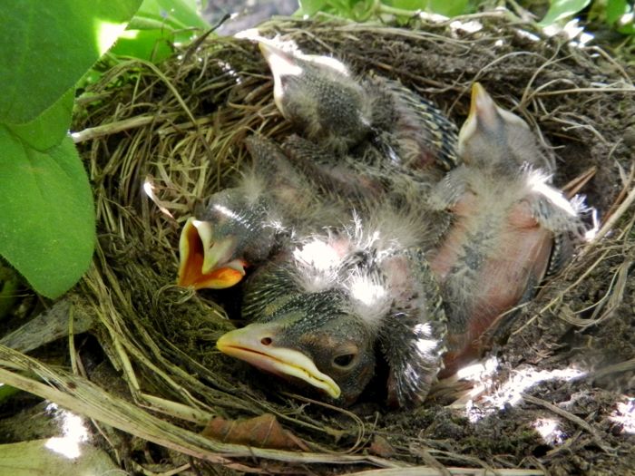 Baby Robins, Day 6 HenCam
