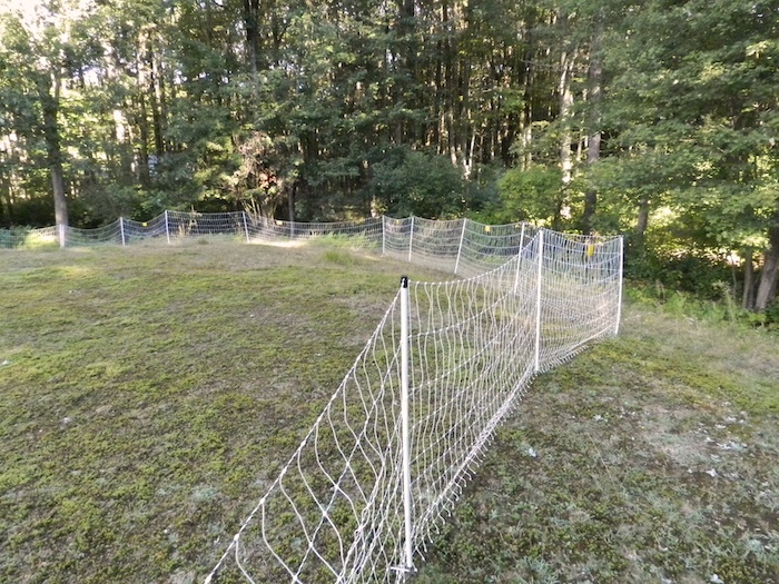 A Goat Fence HenCam