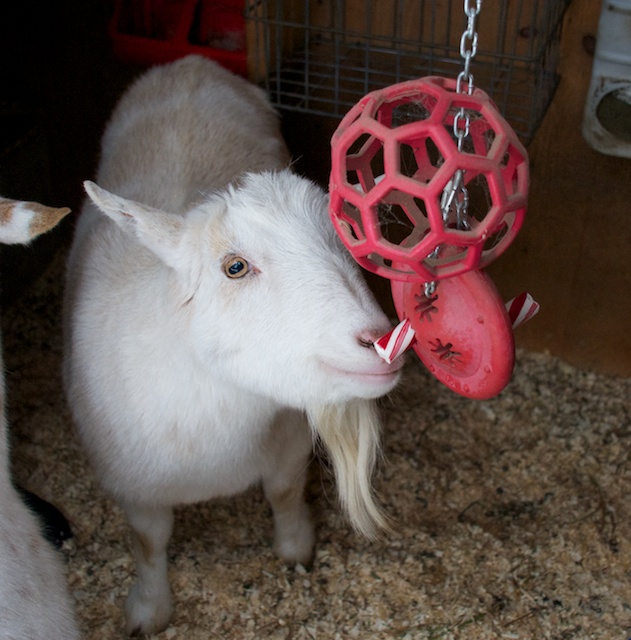 Peppermint Stick Goat HenCam