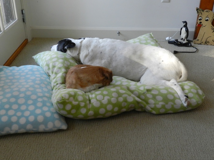 Dog Bed For Two HenCam