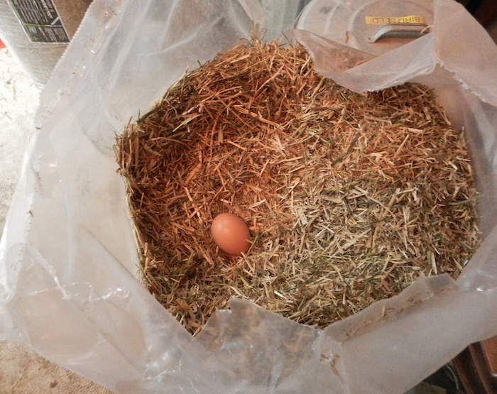 Integrating One Hen Into A Flock HenCam