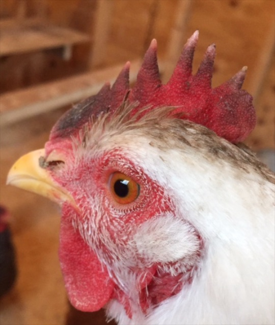 Chicken Frostbite and Wind HenCam