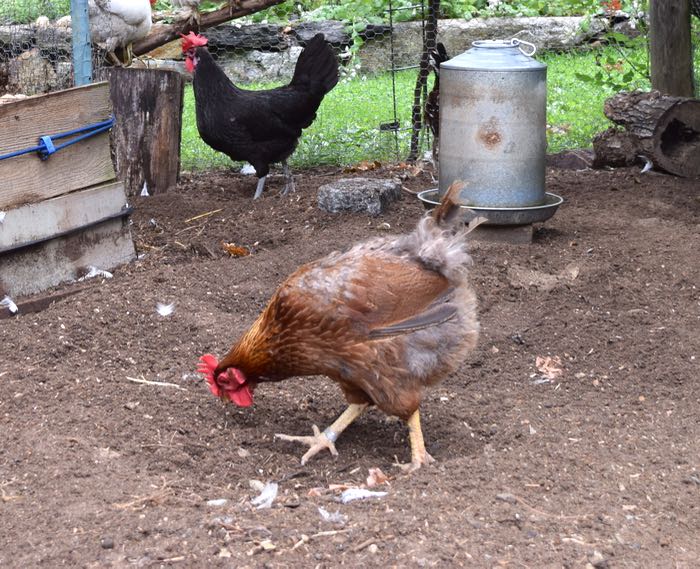 The Messy Molt HenCam