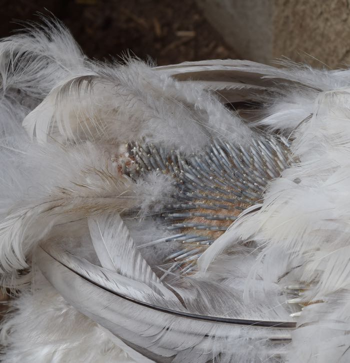 The Messy Molt HenCam