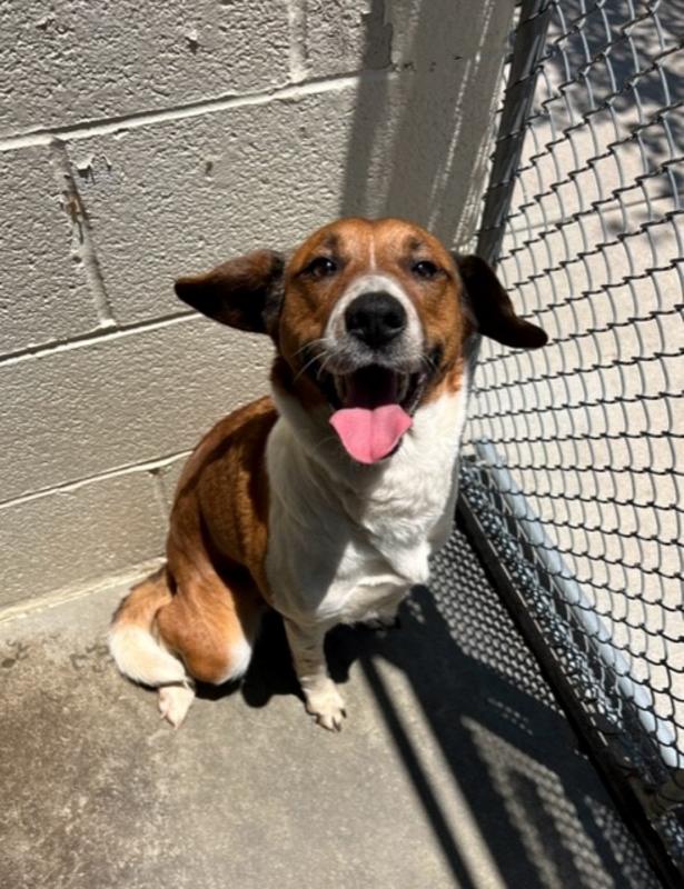 Henderson County Animal Services Adoption Search Results