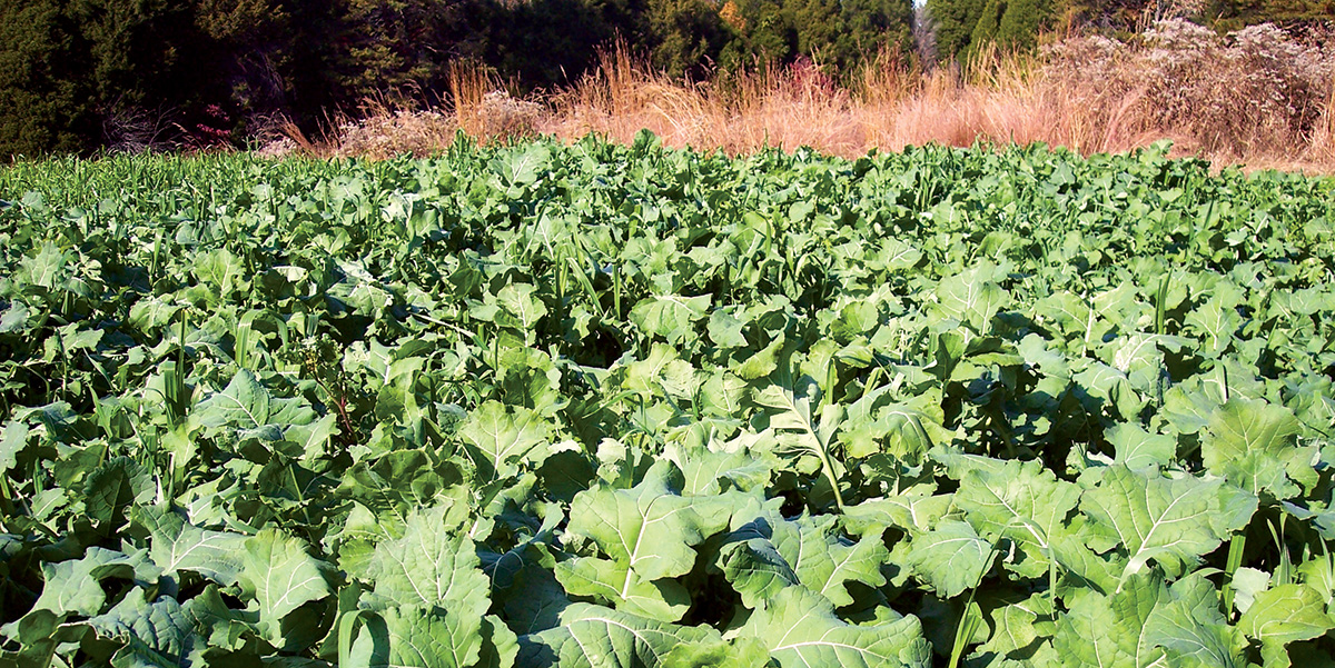 Hendricks QDMA Brassica Mix Hendricks Feed & Seed Co., Inc