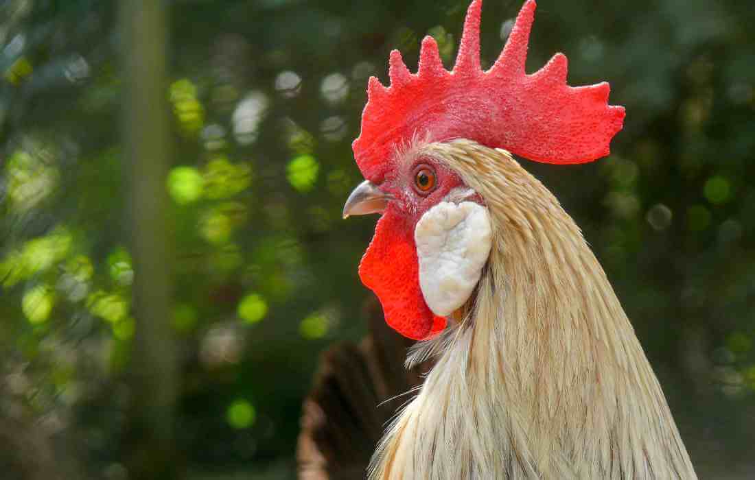 Do Chickens Have Ears? [Hearing, Infections] and More