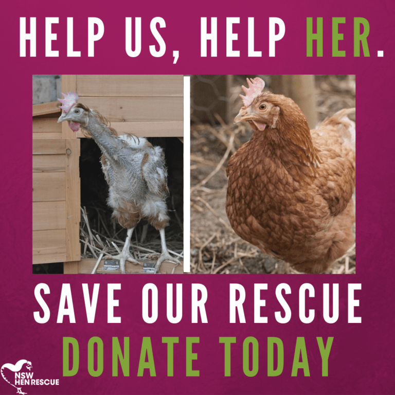 3 Hens Rescued From Motorway NSW Hen Rescue