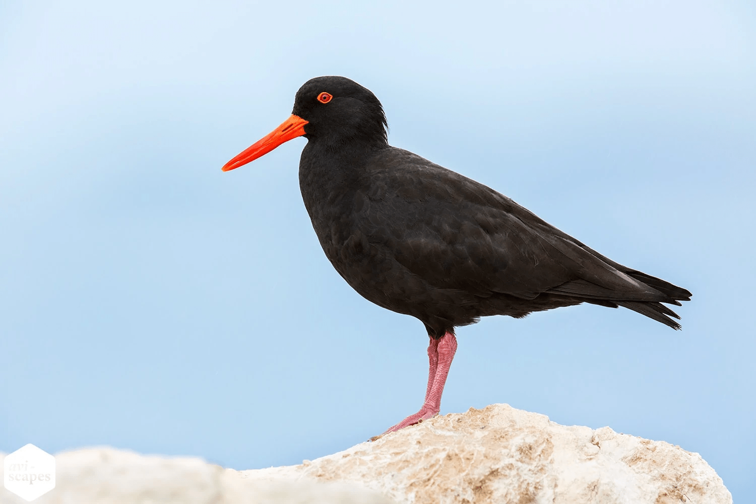 Birds Oystercatcher Henry E. Hooper