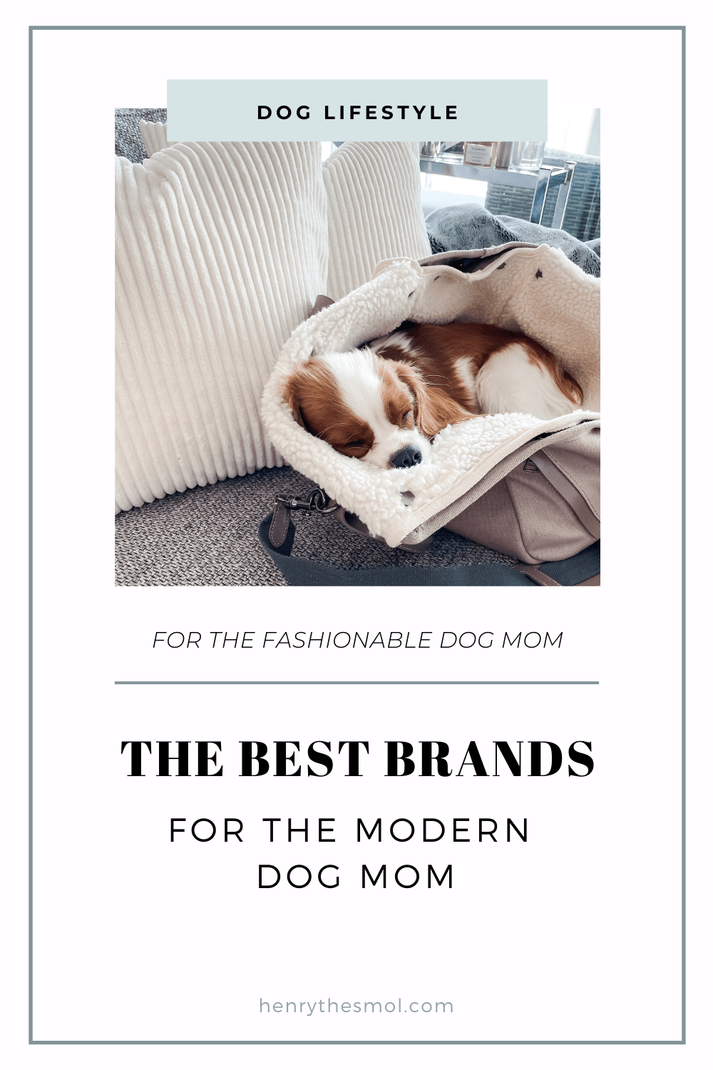 The Best Dog Brands for Stylish Dog Moms Henry The Smol
