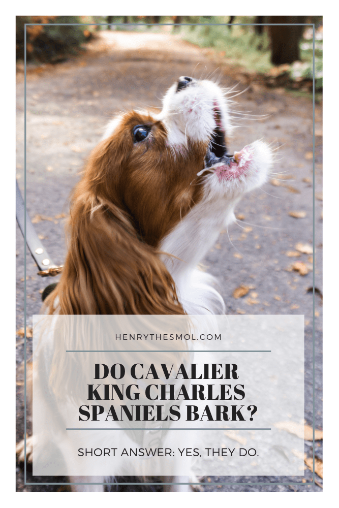Do Cavaliers Bark? Tips For Quieting Anxious Barking Henry The Smol